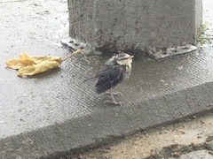 Cyanistes caeruleus