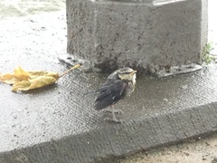 Cyanistes caeruleus