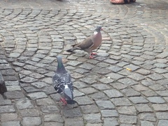 Columba palumbus