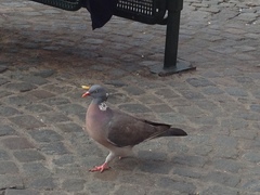Columba palumbus