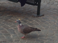 Columba palumbus