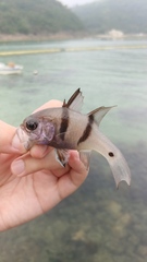 Apogonichthyoides pseudotaeniatus