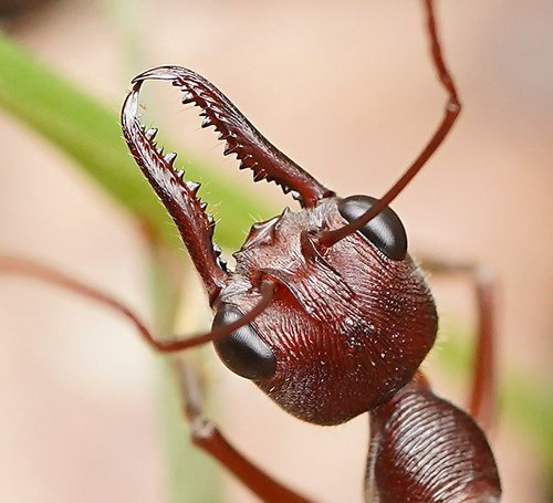 Inchman Ant