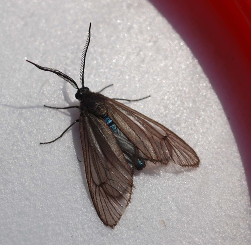 Illiberis consimilis · iNaturalist