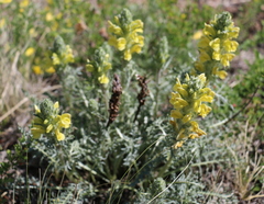 Pedicularis flava
