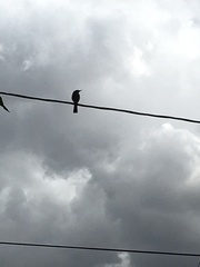 Aphelocoma californica