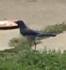 Aphelocoma californica