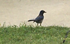 Aphelocoma californica