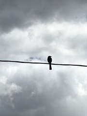 Aphelocoma californica