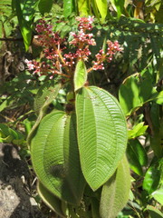 Miconia tococa