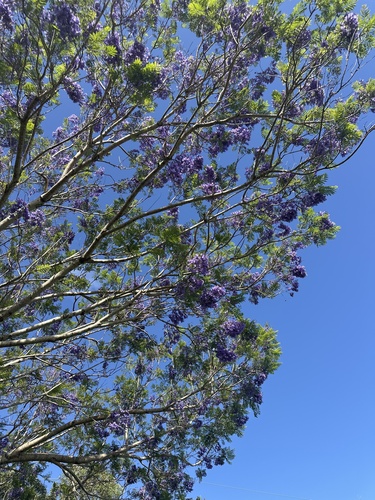 Jacaranda mimosifolia observed 2026-04-25