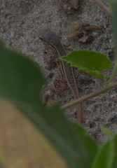 Ichnotropis capensis