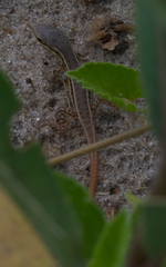 Ichnotropis capensis