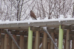 Falco tinnunculus