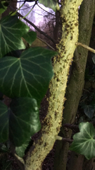Hedera helix