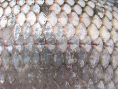 Coregonus clupeaformis