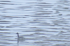 Podiceps nigricollis