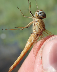 Brachythemis lacustris
