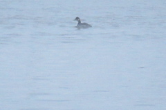 Podiceps nigricollis