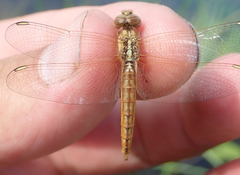 Brachythemis lacustris