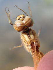Brachythemis lacustris