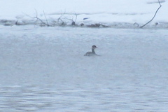 Podiceps nigricollis