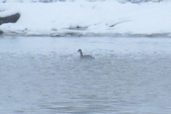 Podiceps nigricollis