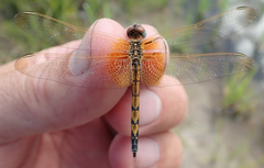 Trithemis monardi