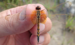 Trithemis monardi