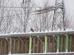Falco tinnunculus