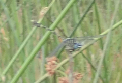 Ictinogomphus dundoensis
