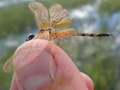 Trithemis monardi