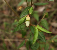 Correa reflexa lobata