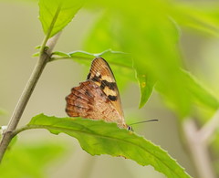 Heteronympha banksii
