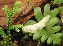 Scopula propinquaria