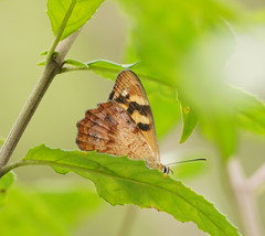 Heteronympha banksii