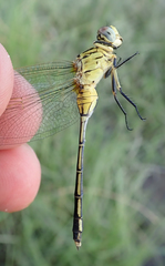 Orthetrum icteromelas