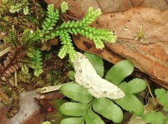 Scopula propinquaria