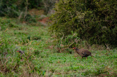 Pternistis afer castaneiventer