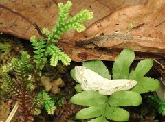 Scopula propinquaria