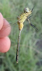 Orthetrum icteromelas