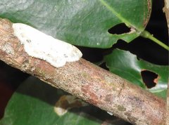 Scopula propinquaria