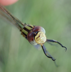 Orthetrum icteromelas