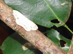 Scopula propinquaria