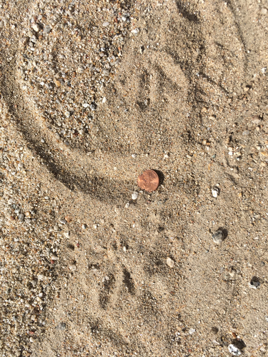 Odontophoridae