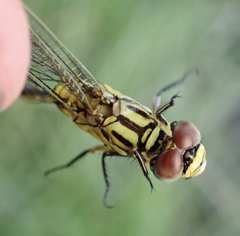 Orthetrum icteromelas