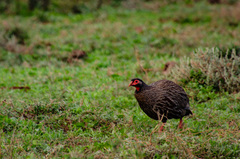 Pternistis afer castaneiventer