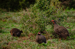 Pternistis afer castaneiventer