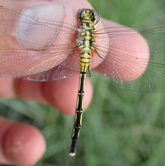 Orthetrum icteromelas