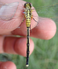 Orthetrum icteromelas